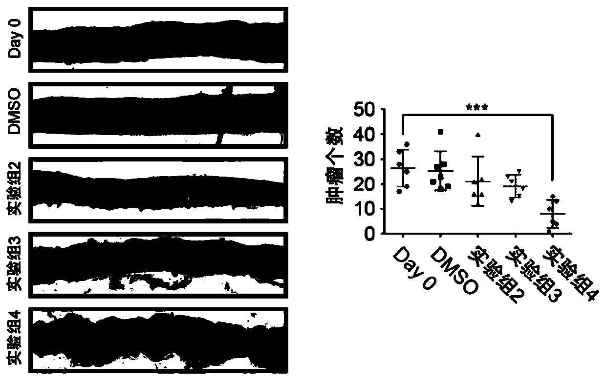 Conjugate and application of conjugate in degrading beta-catenin protein