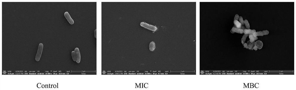 Application of epsilon-polylysine or hydrochloride thereof in preparation of medicine for inhibiting cronobacter spp or intervening cronobacter spp biofilm
