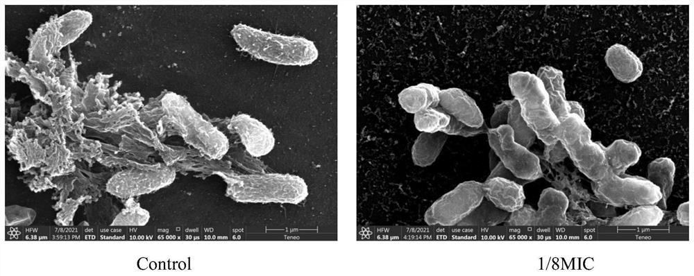 Application of epsilon-polylysine or hydrochloride thereof in preparation of medicine for inhibiting cronobacter spp or intervening cronobacter spp biofilm