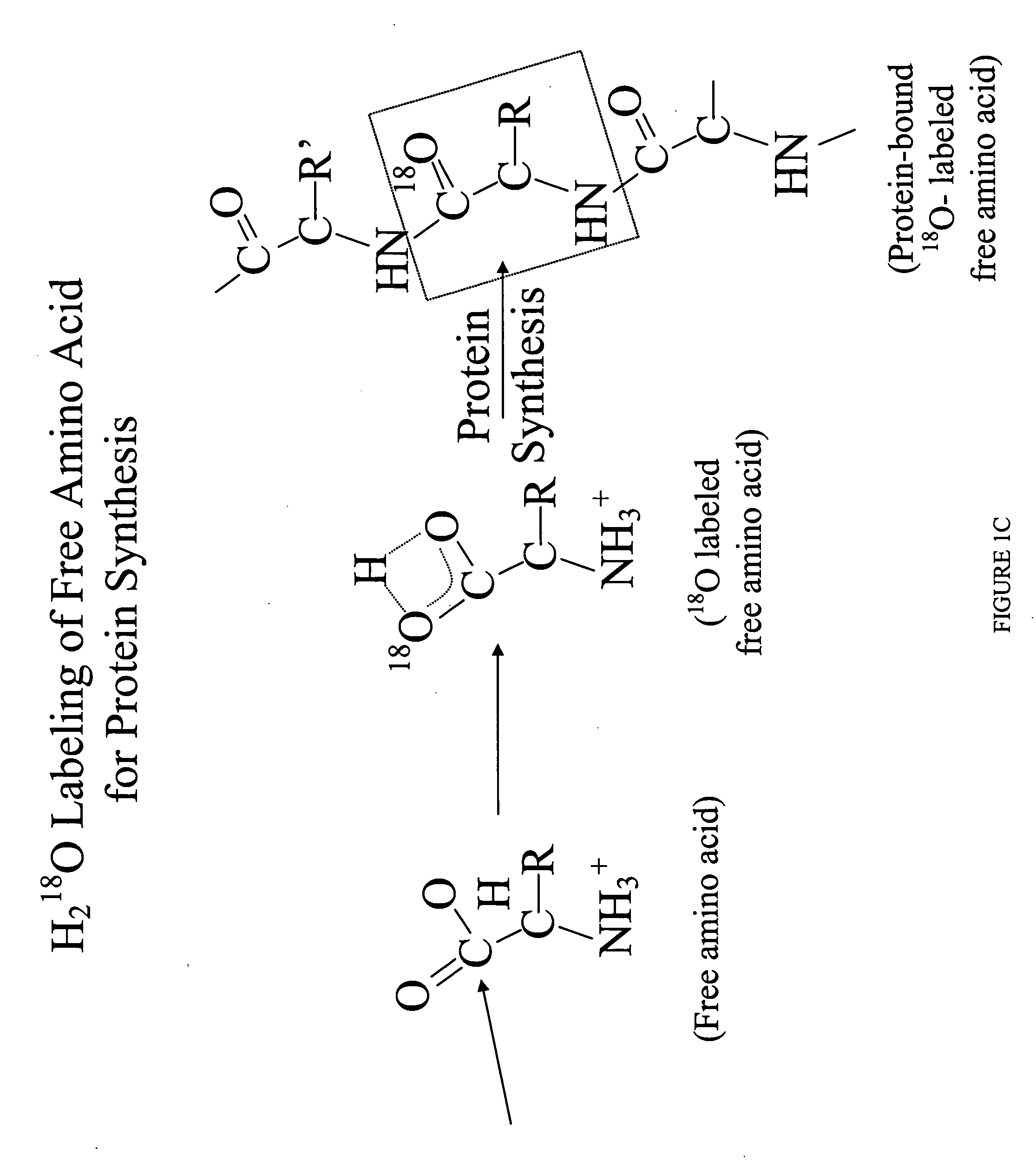 Methods for comparing relative flux rates of two or more biological molecules in vivo through a single protocol