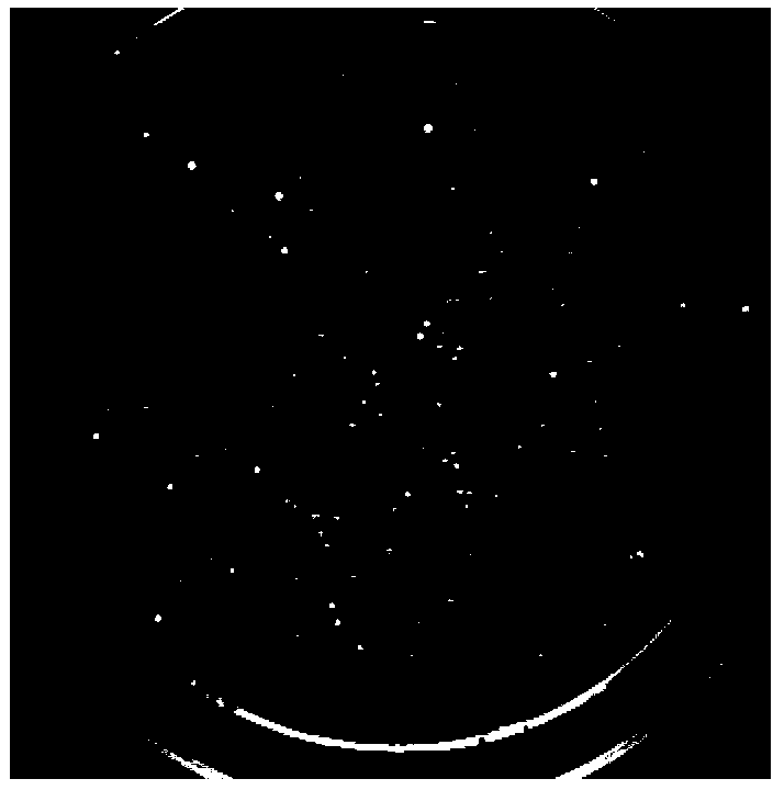 Escherichia coli-clostridium shuttle expression vector, and construction and expression thereof