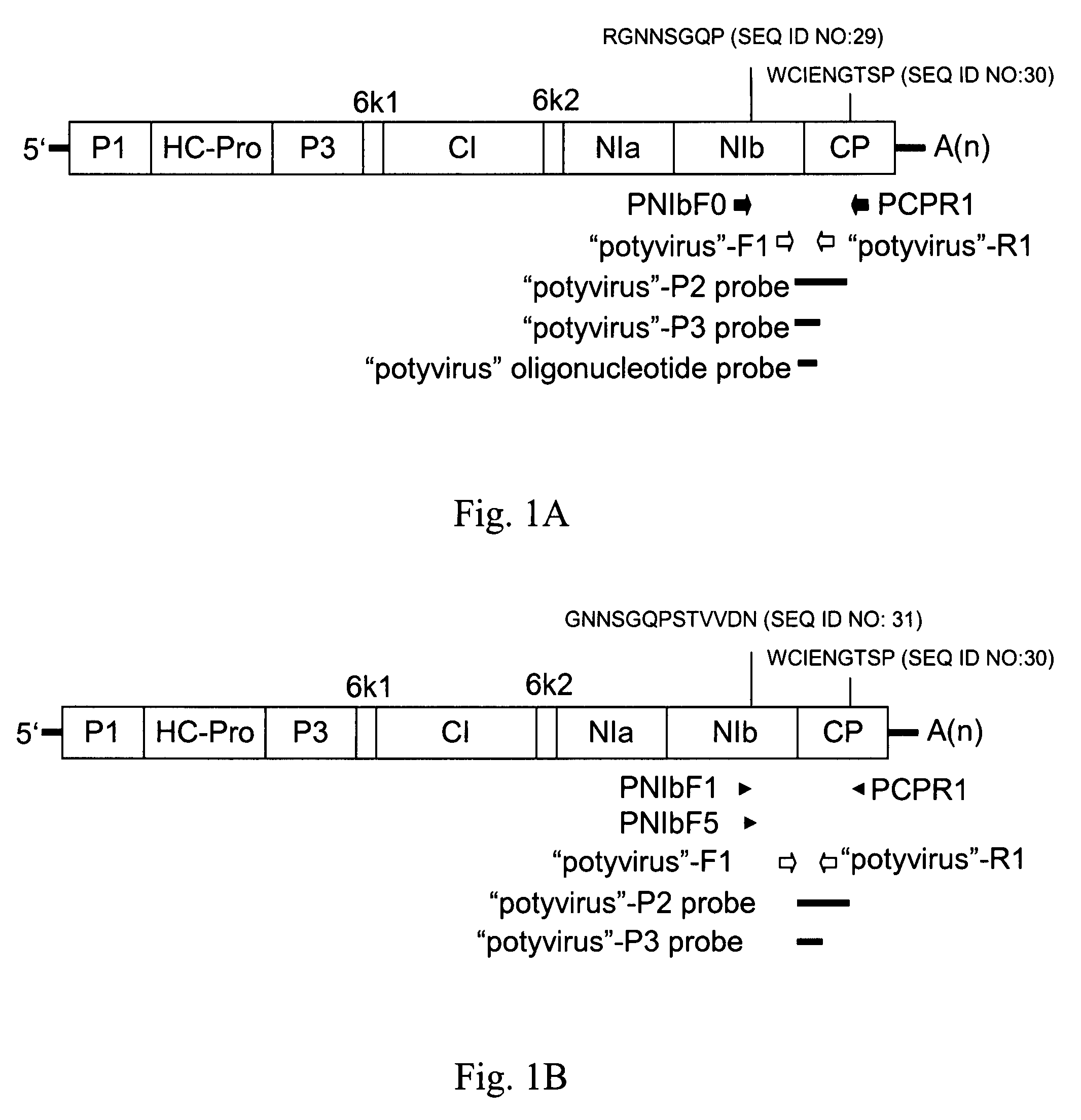 Species-specific probes for identification of target virus and identification method using said probes