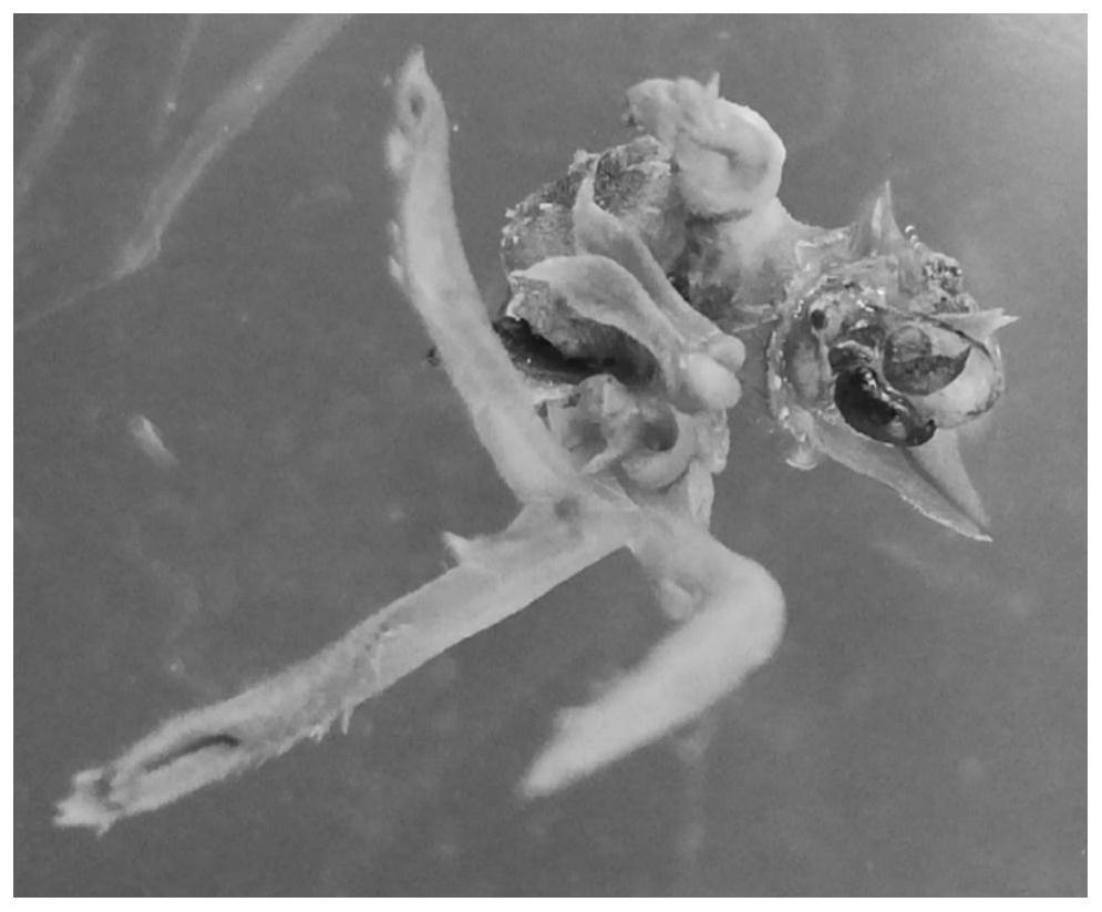 Qimen rhizoma atractylodis macrocephalae hypocotyl direct regeneration and in-vitro rooting method