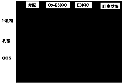 A thermostable β-galactosidase mutant with transglycosidic activity and its preparation method