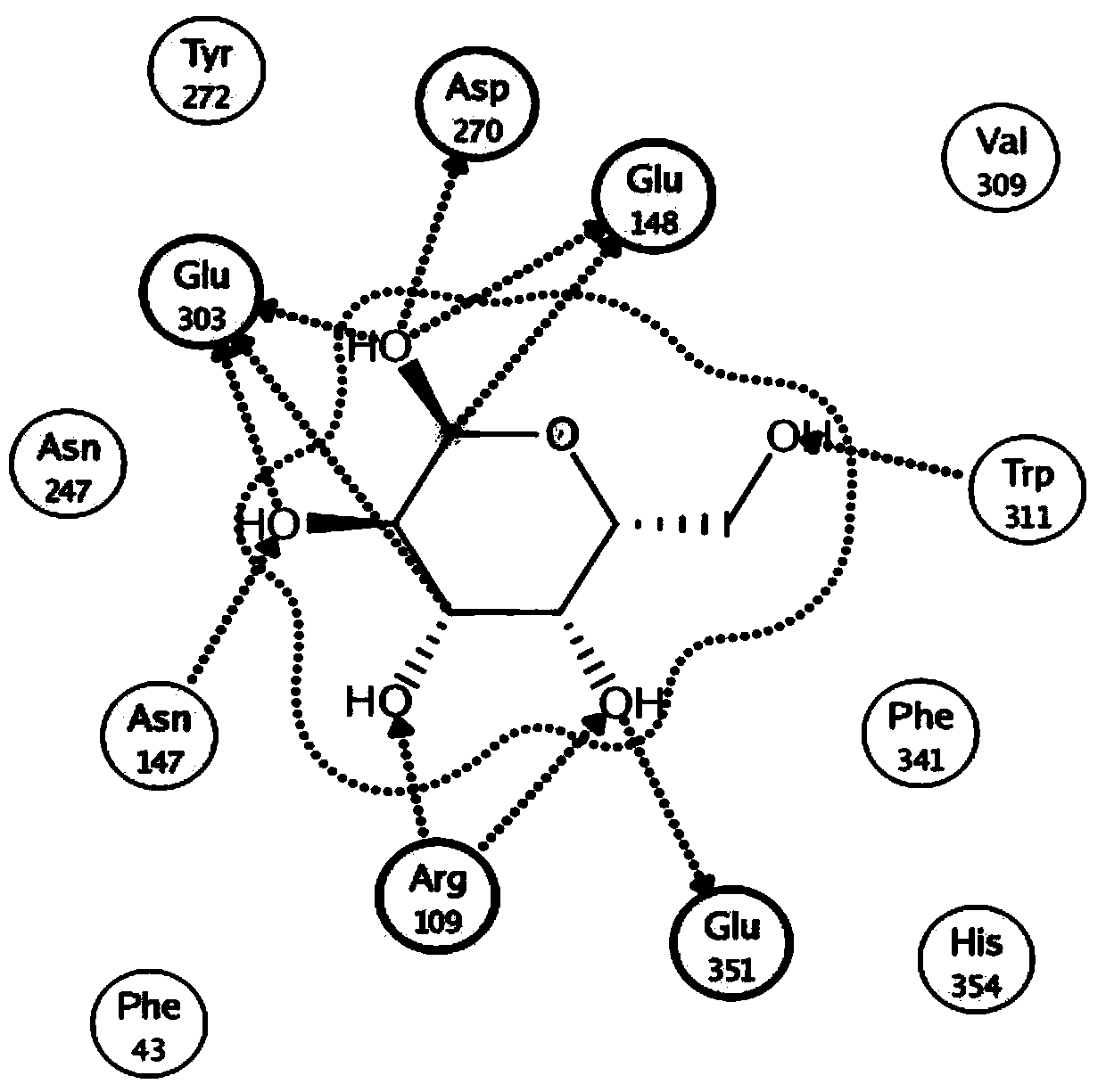 A thermostable β-galactosidase mutant with transglycosidic activity and its preparation method