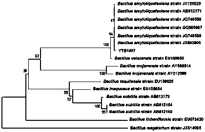 Bacillus amyloliquefaciens strain with broad-spectrum resistance to fruit tree pathogenic fungi and its application