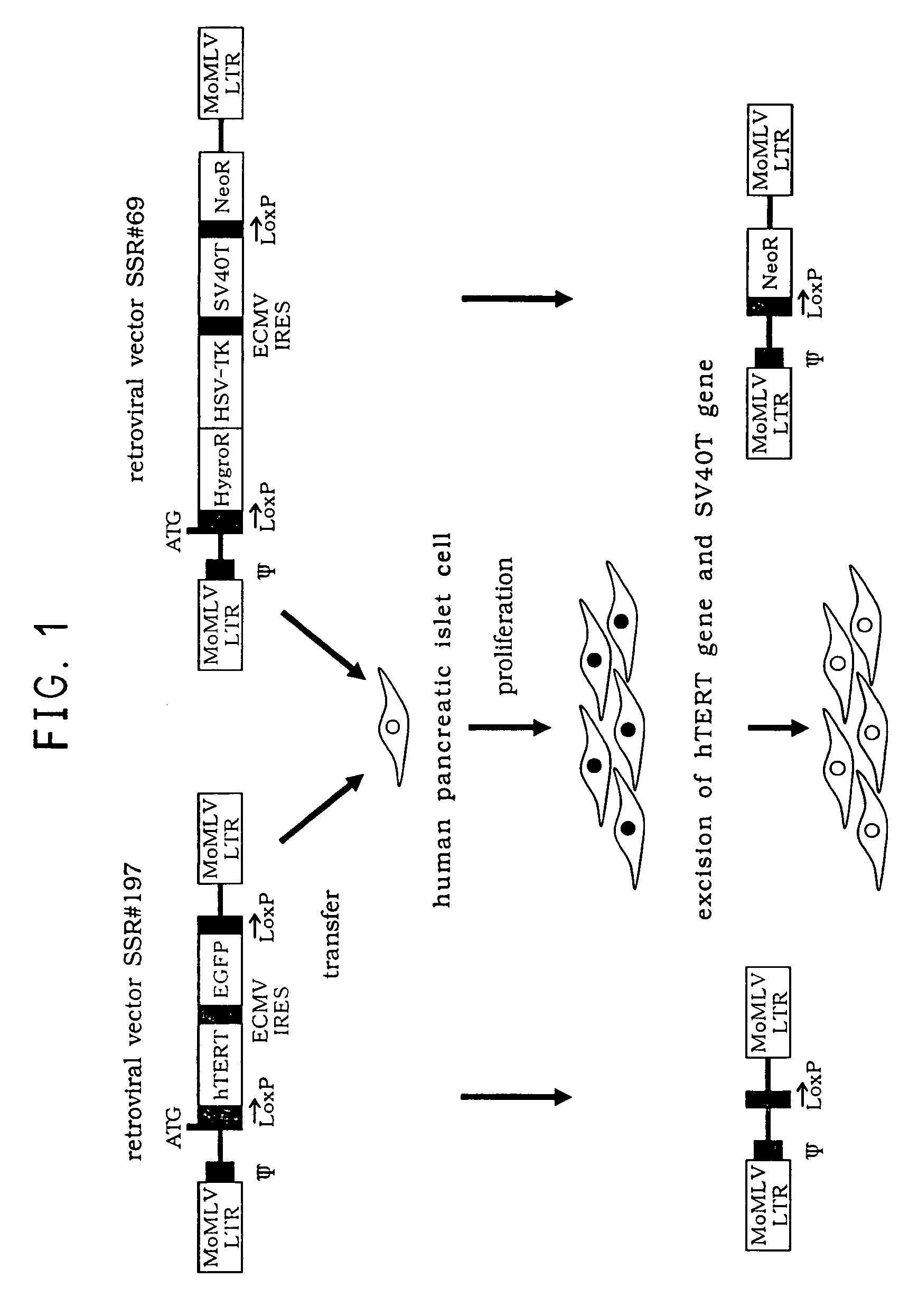 Insulin expressing human pancreatic islet cell line capable of reversibly proliferating and use thereof