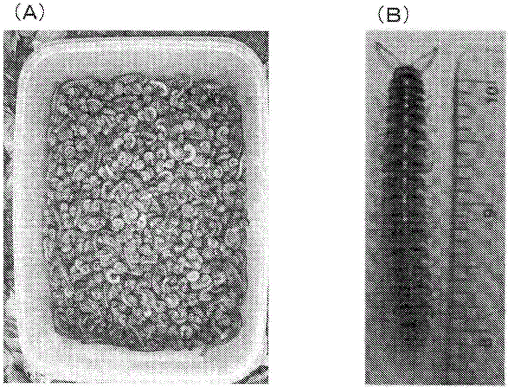 Novel (r)-hydroxynitrile lyase