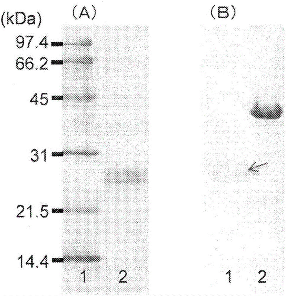 Novel (r)-hydroxynitrile lyase