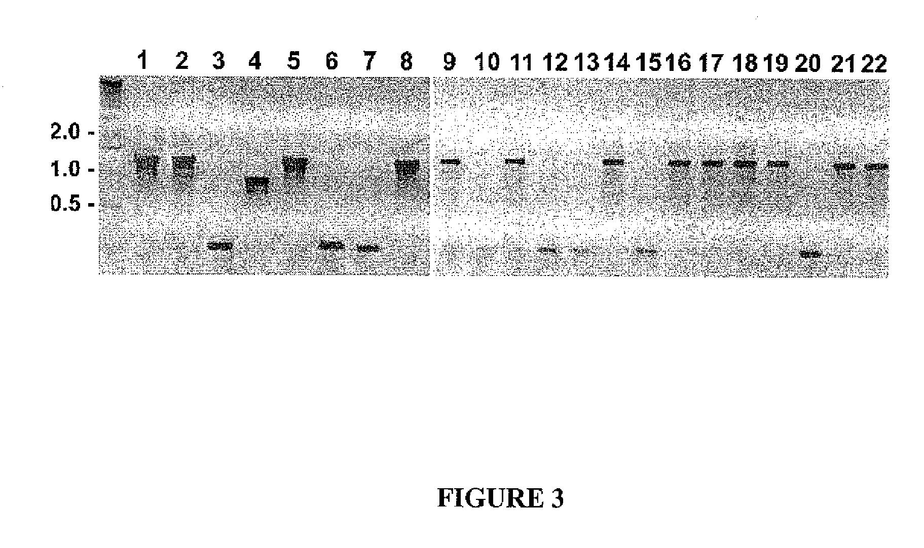 Compositions and methods for modifying gene expression using the promoter of ubiquitin conjugating protein coding gene of soybean plants