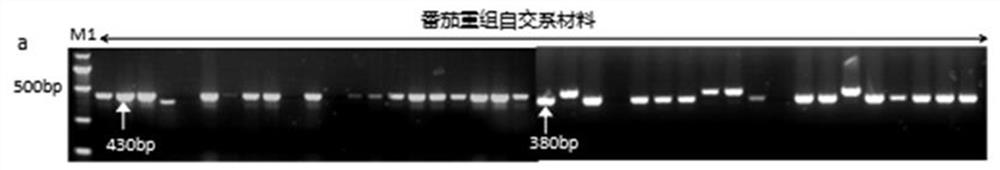 Tomato root-knot nematode and tobacco mosaic virus resistance gene markers and methods