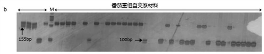 Tomato root-knot nematode and tobacco mosaic virus resistance gene markers and methods