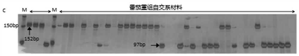 Tomato root-knot nematode and tobacco mosaic virus resistance gene markers and methods