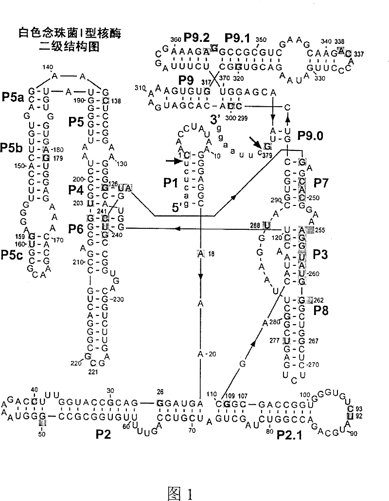 Antisense oligonucleotide sequence resistant to Candida albicans infection and its uses