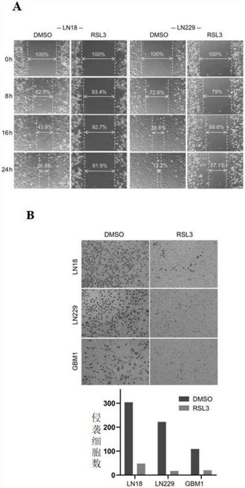 Application of ferroptosis inducer RSL3 in preparation of medicine for inhibiting glioblastoma