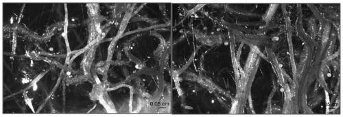 Single-spore propagation method for Gigaspora rosea mycorrhiza fungi