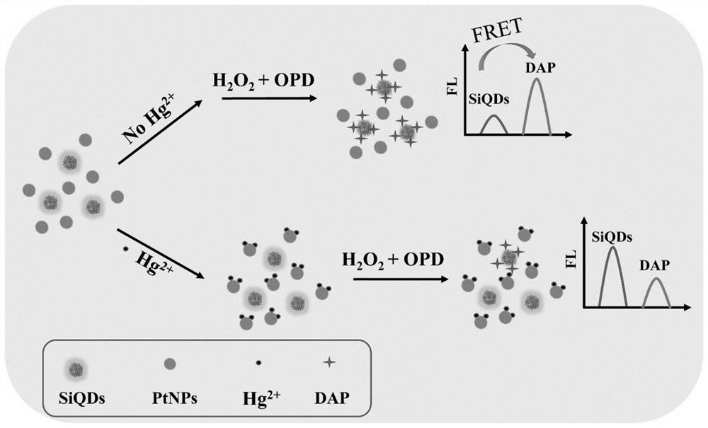 Mercury ion ratio fluorescence detection method with controllable sensitivity