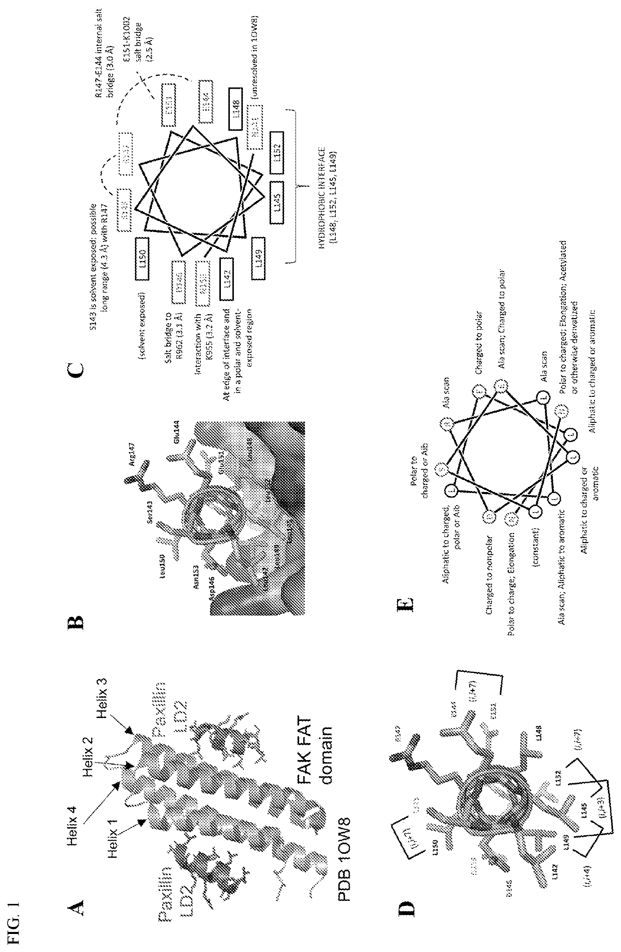 Peptide inhibitors of focal adhesion kinase activity and uses thereof