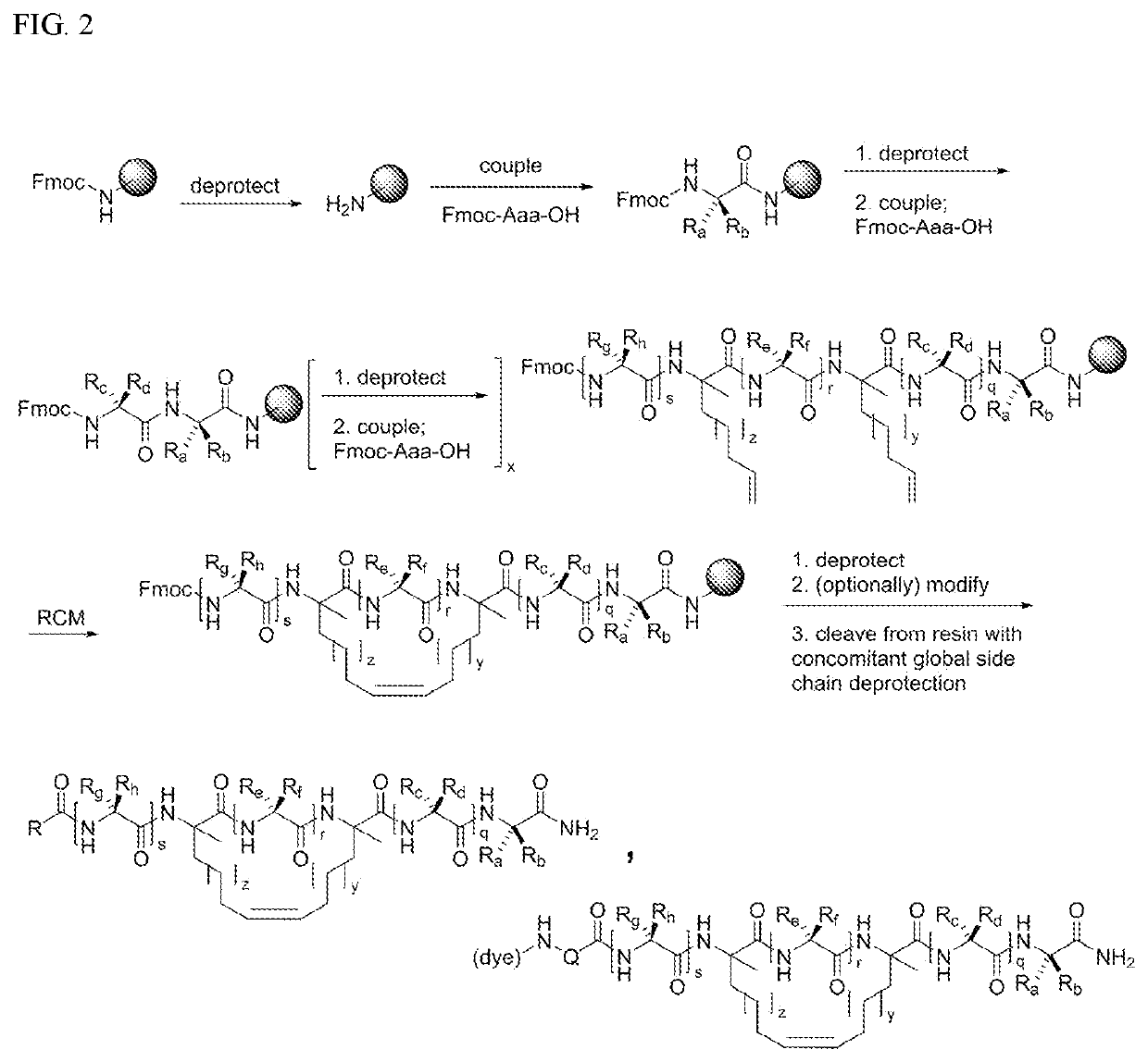 Peptide inhibitors of focal adhesion kinase activity and uses thereof