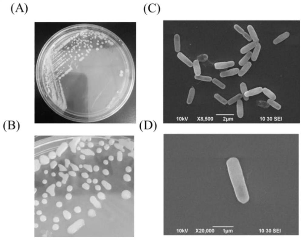 Bacillus tequilensis with algicidal activity and application of bacillus tequilensis