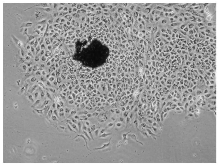 A method for digestion and dissociation of primary tissues of retinal pigment epithelial cells