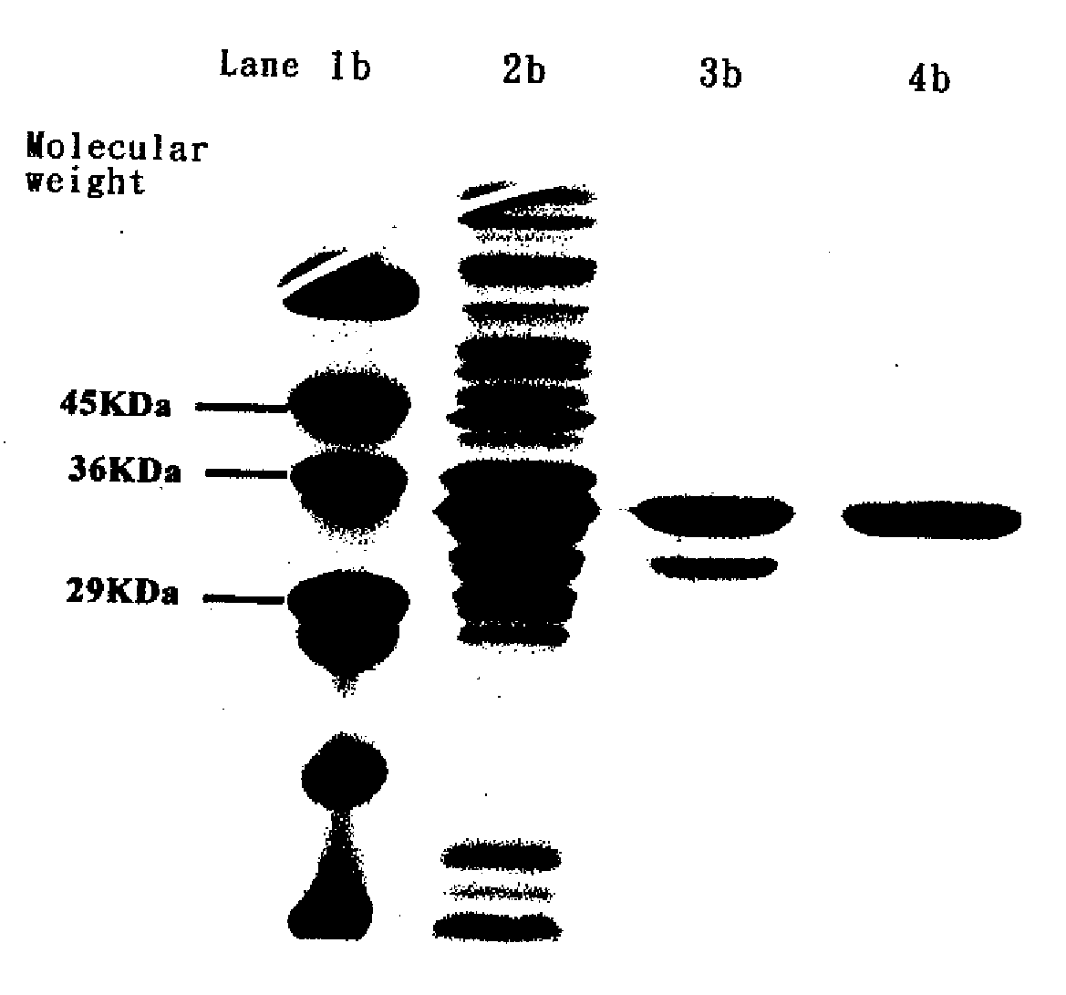 Mutated Xylanase Gene with High Reaction Activity and Site-Specific Mutagenesis Method Thereof