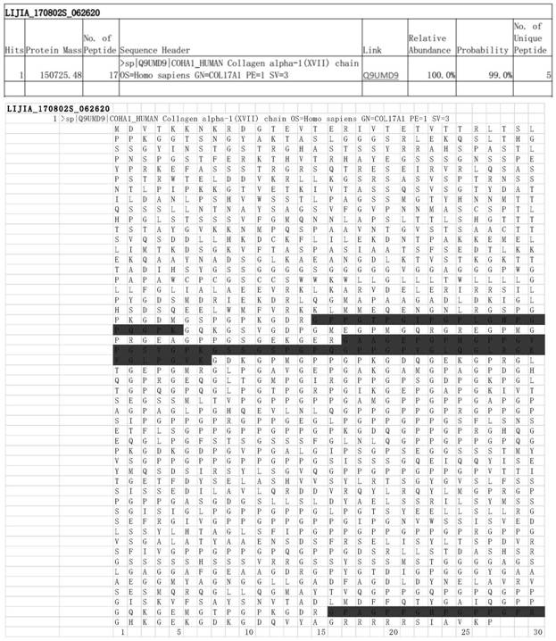 Recombinant human XVII type collagen, and preparation method and application thereof