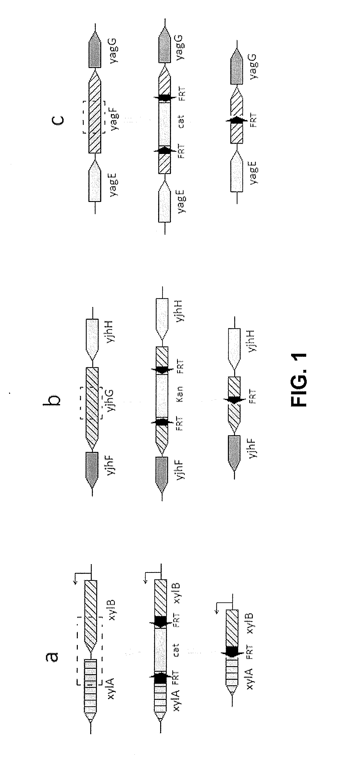 Recombinant Escherichia coli producing D-xylonic acid from D-xylose and method for producing D-xylonic acid using the same