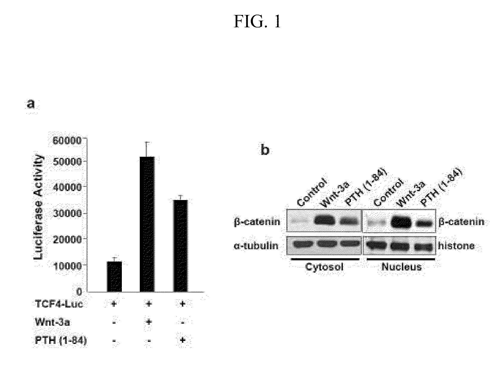 Compositions and methods for improving bone mass through modulation of receptors of PTH and fragments thereof