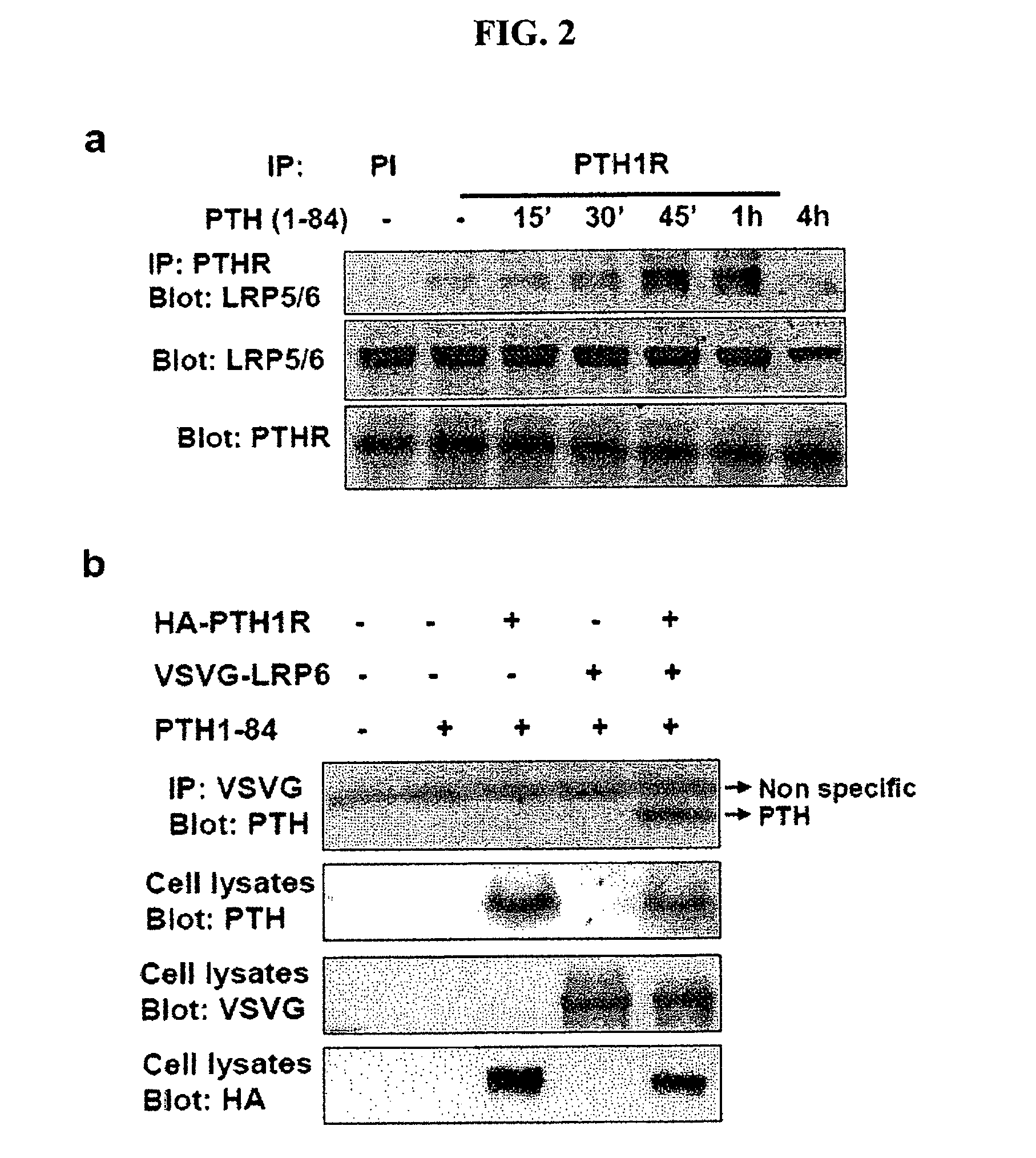 Compositions and methods for improving bone mass through modulation of receptors of PTH and fragments thereof