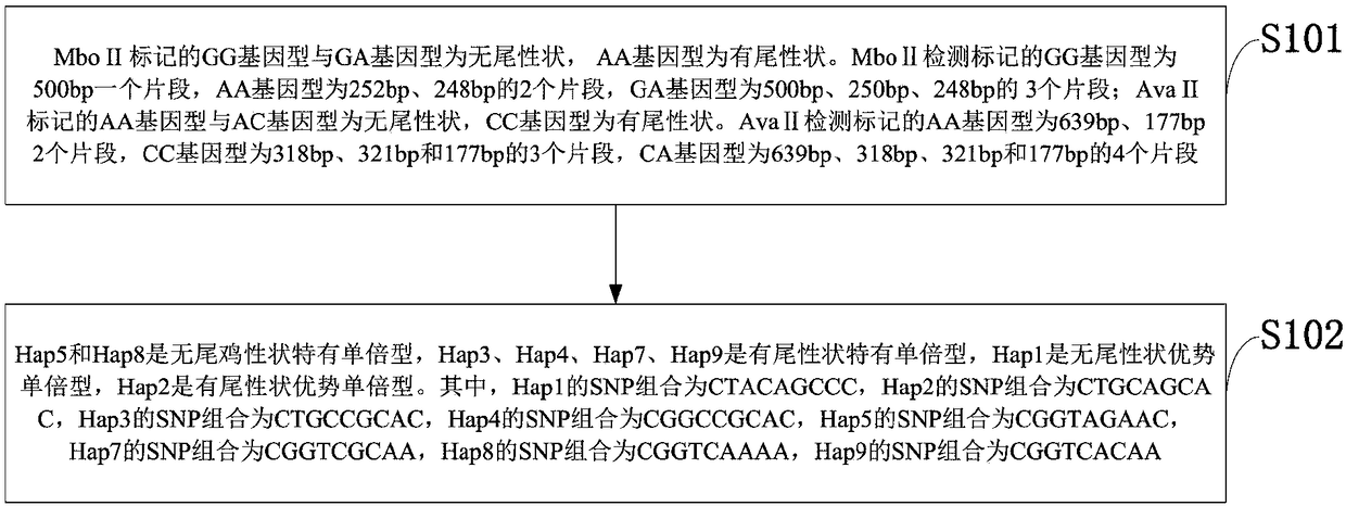 Piao chicken rumpless gene, and method, primer and kit for detecting rumpless trait of Piao Chicken