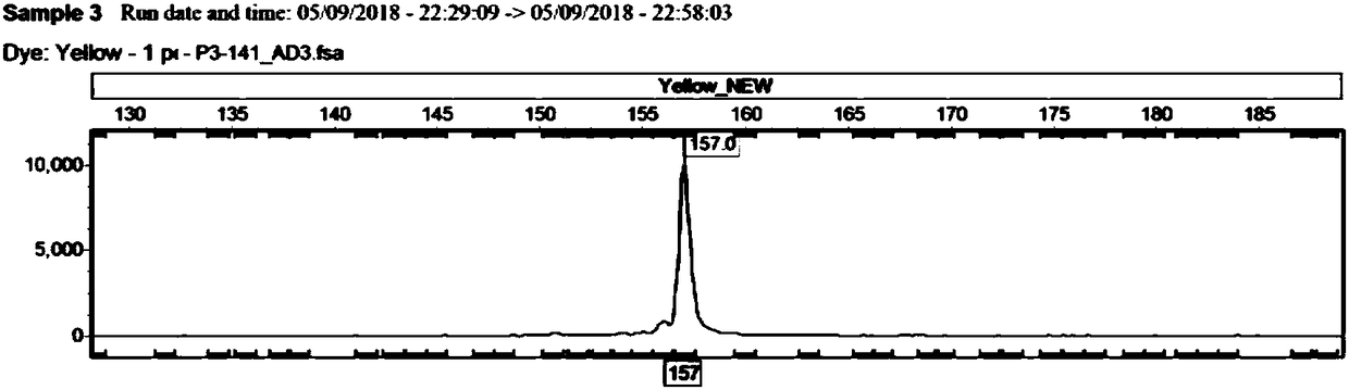 Microsatellite primer applied to Chinese sturgeon and acipenser dabryanus species identification and application thereof