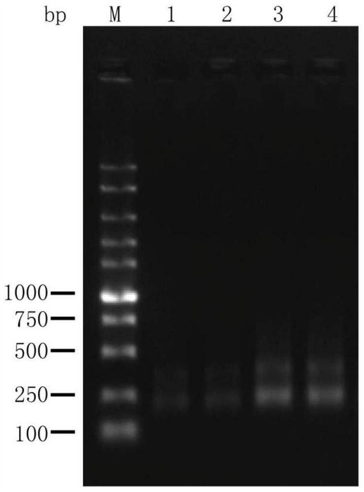 Enzyme composition, buffer reagent and sequencing library construction method for cfDNA end repair