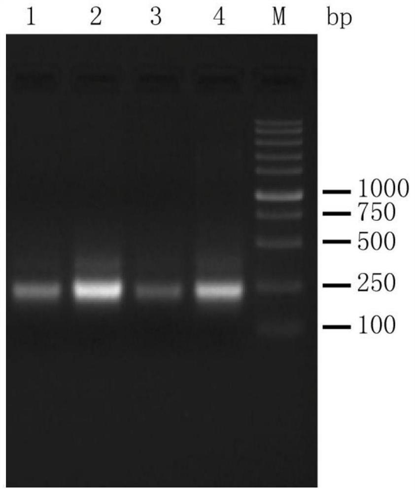Enzyme composition, buffer reagent and sequencing library construction method for cfDNA end repair