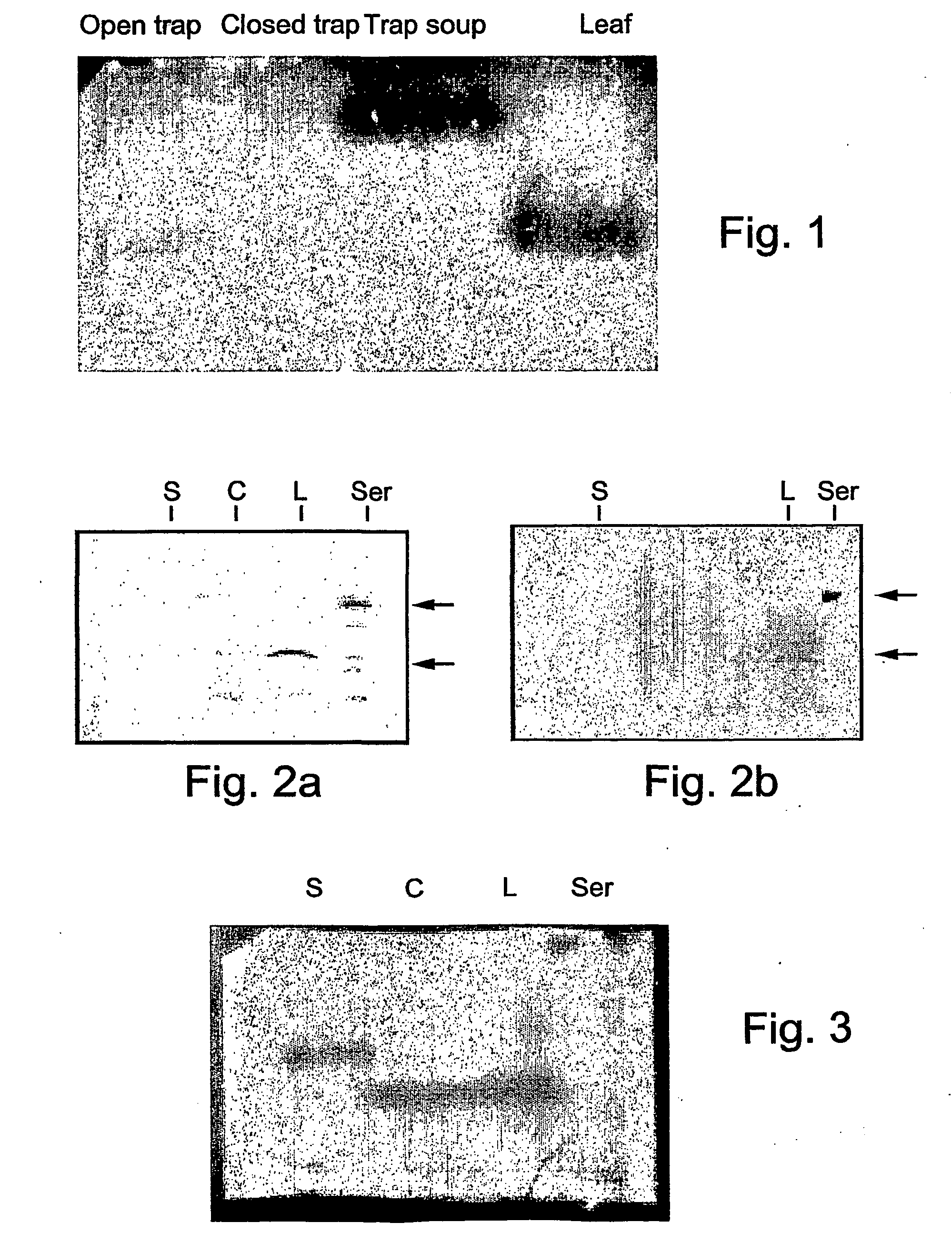 Chitinases, derived from carnivorous plants polynucleotide sequences encoding thereof, and methods of isolating and using same
