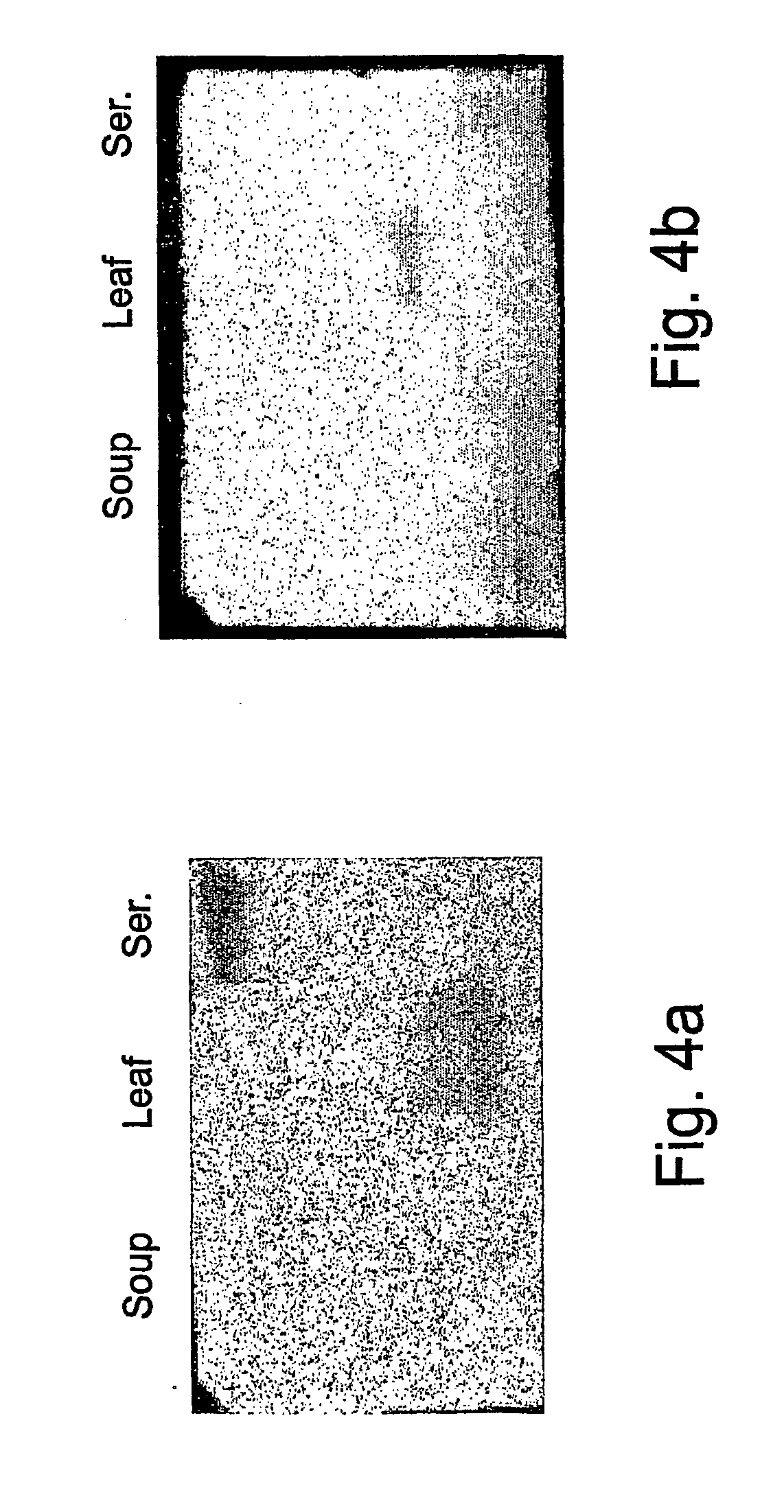 Chitinases, derived from carnivorous plants polynucleotide sequences encoding thereof, and methods of isolating and using same