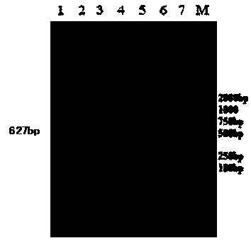 Nested PCR (polymerase chain reaction) detection method for mycoplasma hyorhinis