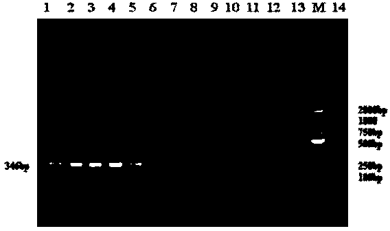 Nested PCR (polymerase chain reaction) detection method for mycoplasma hyorhinis