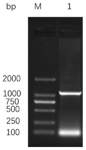 B cell epitope polypeptide of serine protease inhibitor (Ts-WM5) in larvae phase of trichina muscle, hybridoma cell strain, monoclonal antibody and application thereof