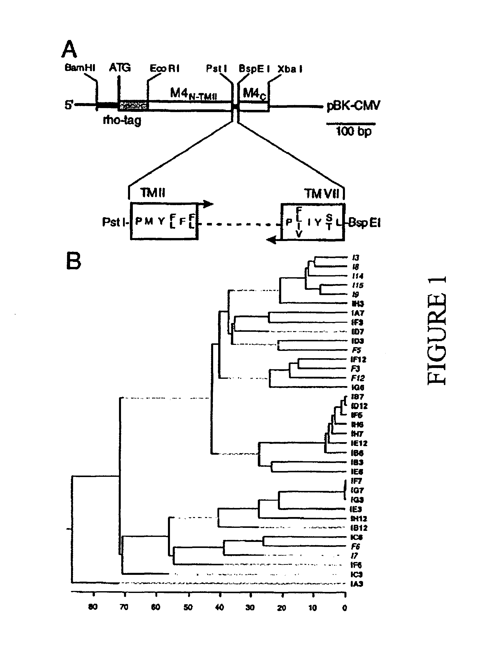 Olfactory receptor expression libraries and methods of making and using them