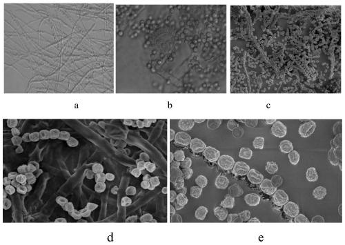 Fungus strain for degrading polyurethane plastic and culture method and application of fungus strain