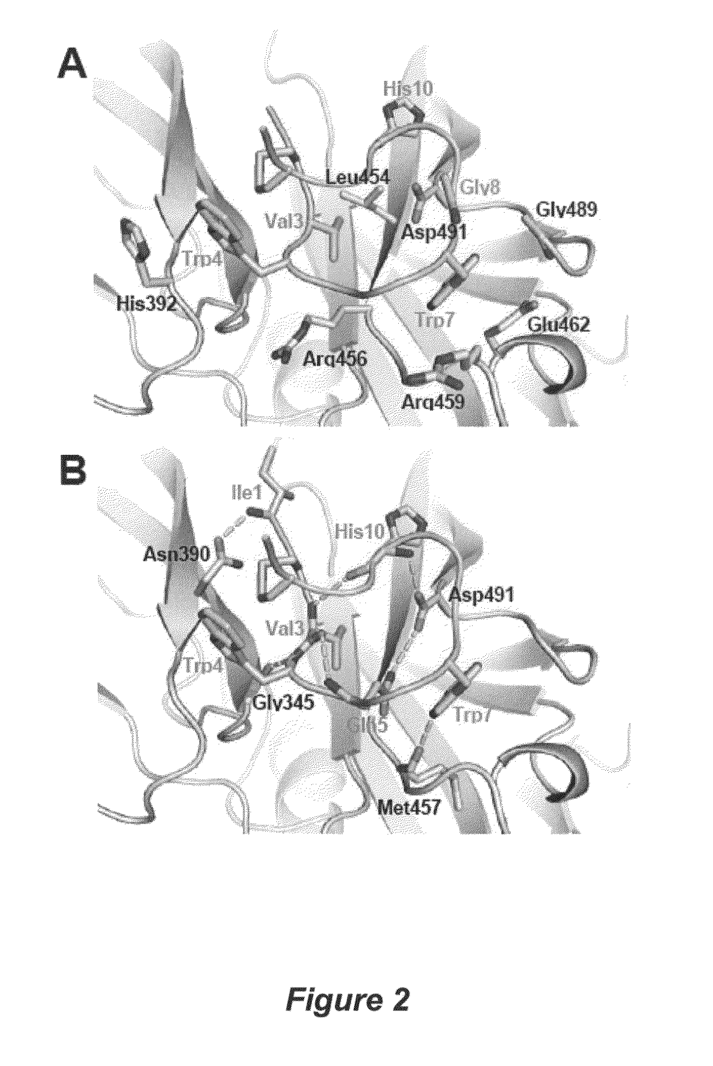 Structure of compstatin-C3 complex and use for rational drug design