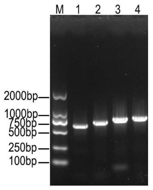 A PCR detection primer and kit for Riemerella anatipestifer virulent phage