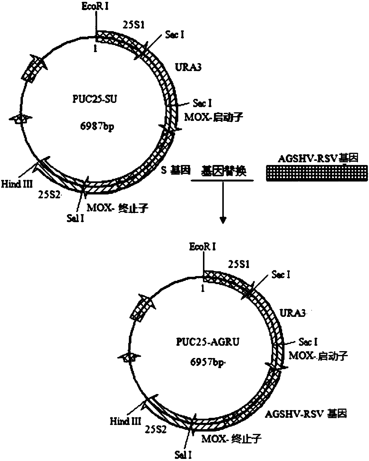 Recombinant fusion protein containing arctic ground squirrel hepatitis virus core protein, preparation method and applications thereof