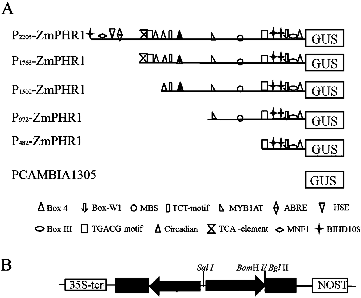 Promoter used for corn low phosphor stress inducible expression, and applications thereof
