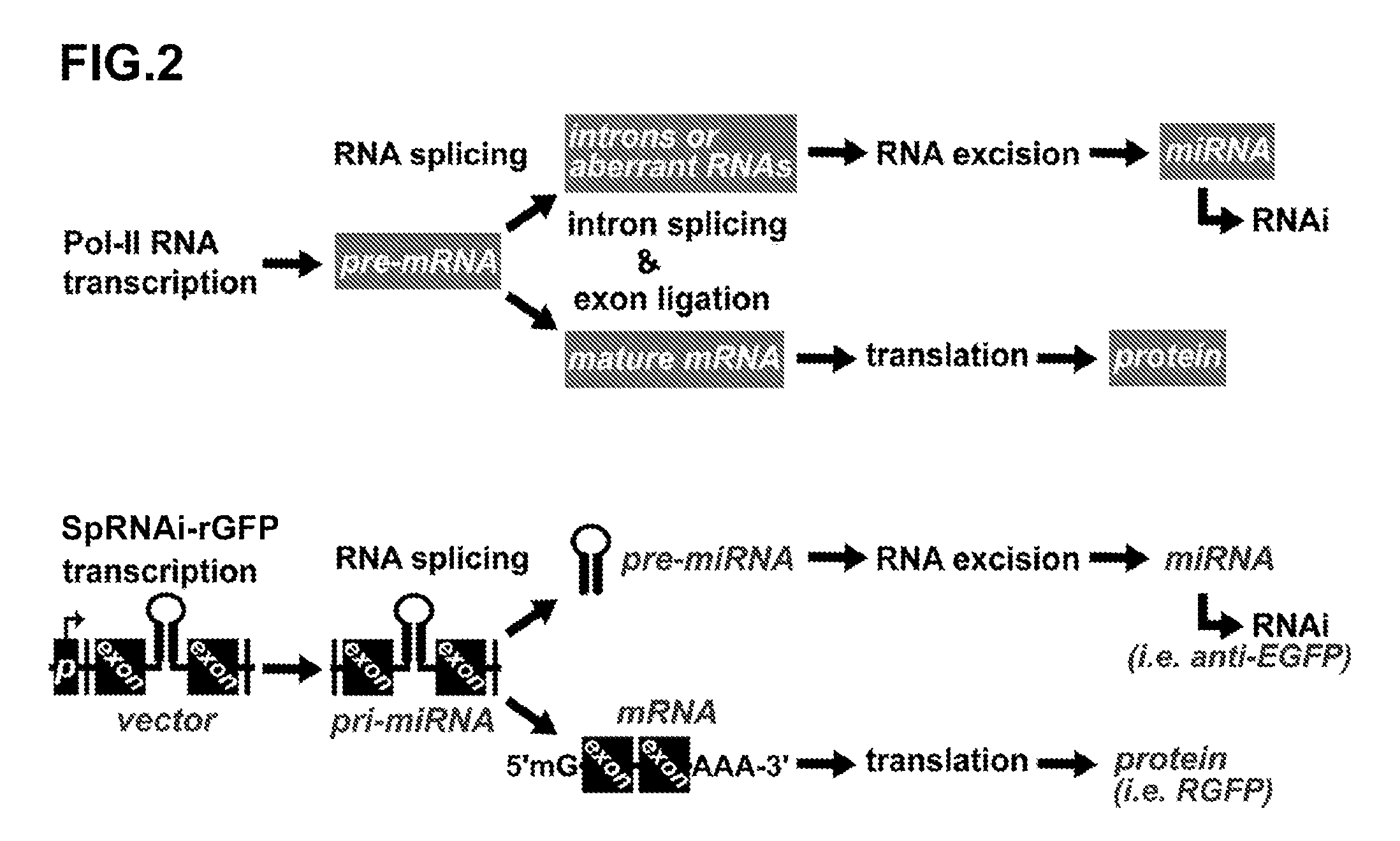 Novel Transgenic Methods Using intronic RNA