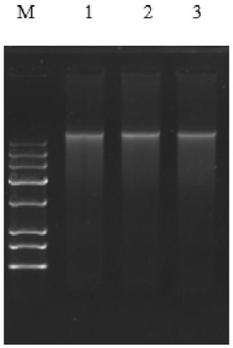 DNA extracting agent, DNA extracting method and DNA extracting kit