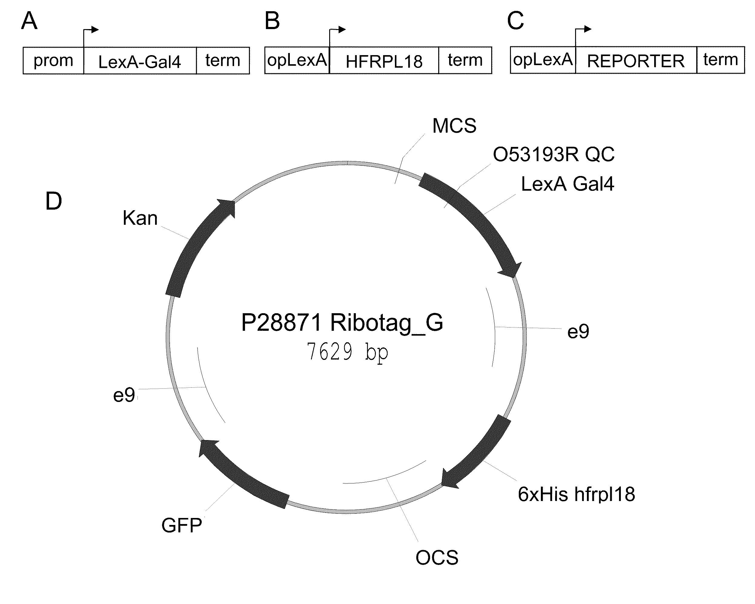 Polysome-mediated cell type-, tissue type- or condition-enhanced transcript profiling
