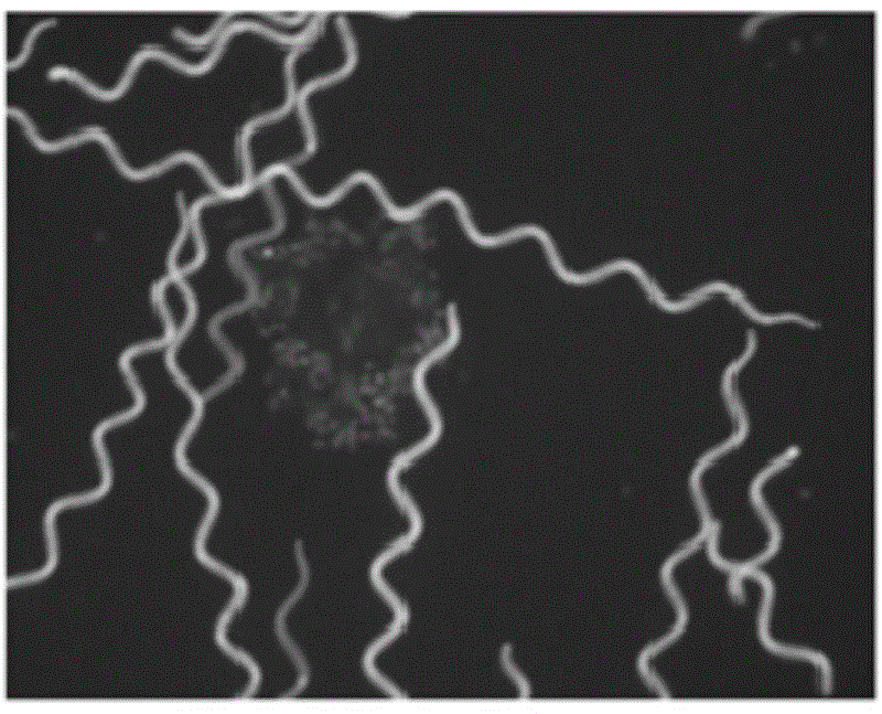 Method for transferring exogenous genes into spiral seaweeds with transposons as medium