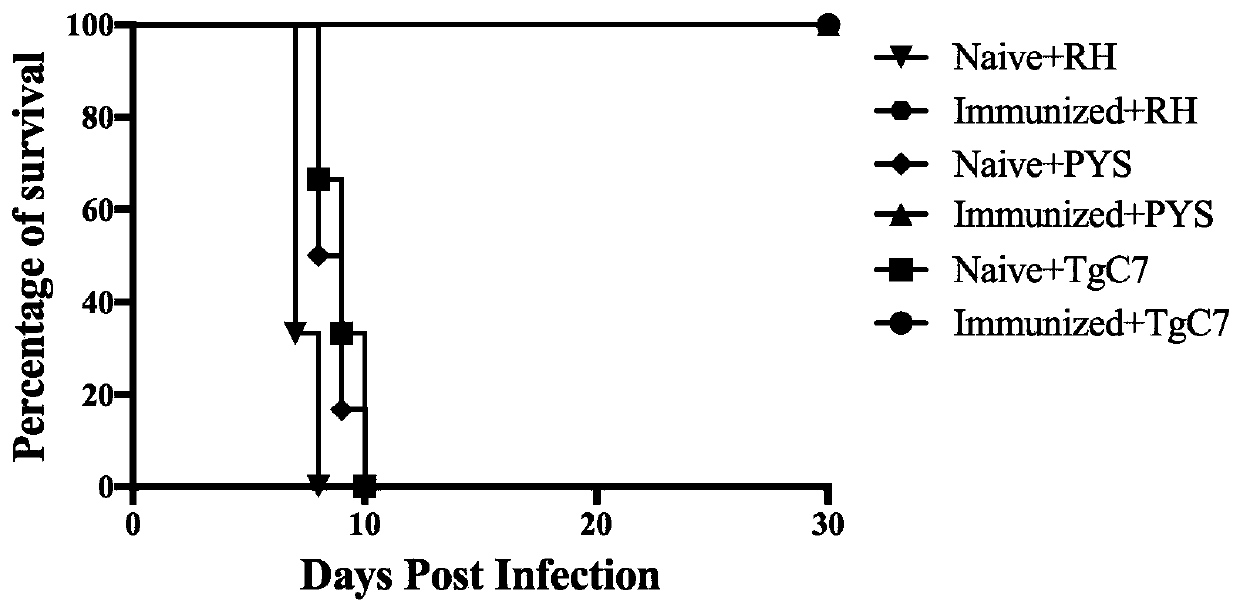 Attenuated live vaccine for preventing toxoplasma gondii infection and application of attenuated live vaccine